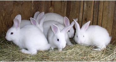 Jak začít s chovem králíků doma?